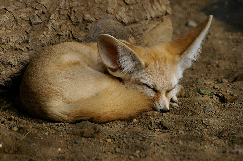 Définition | Fennec - Vulpes Zerda - Renard Des Sables